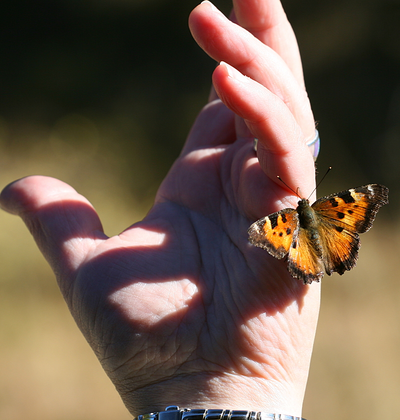 butterfly on hand