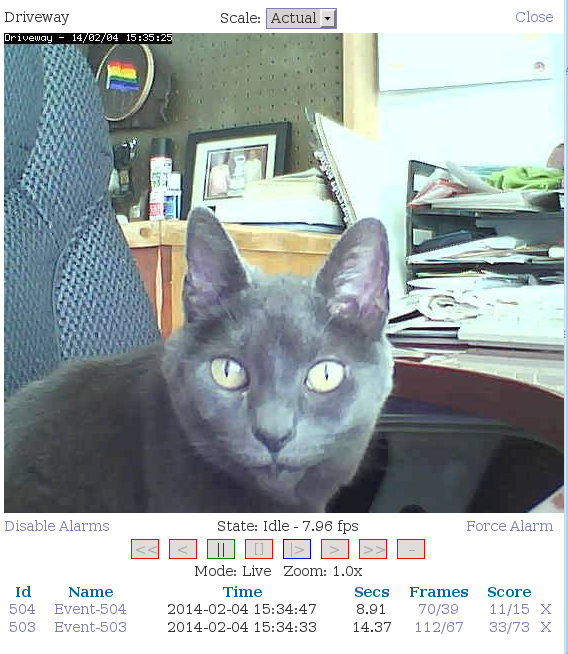 fig-6 cat on the surveillance camera