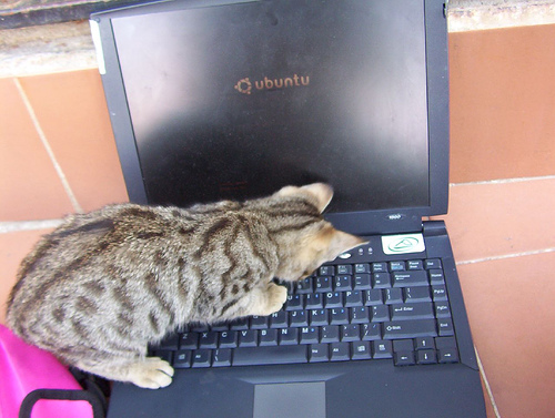 Cat 리눅스 [linux] 리눅스