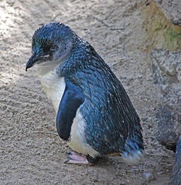 Little Blue Penguin Eudyptula