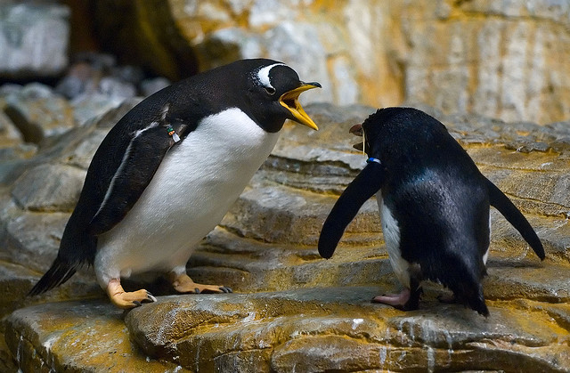 arguing penguins flickr cc