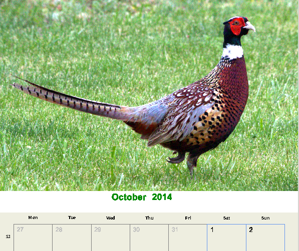 fig-1 pheasant calendar