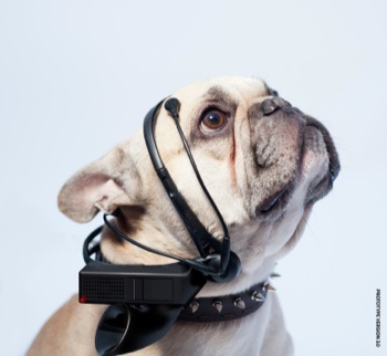 No more woof Raspberry Pi for dogs