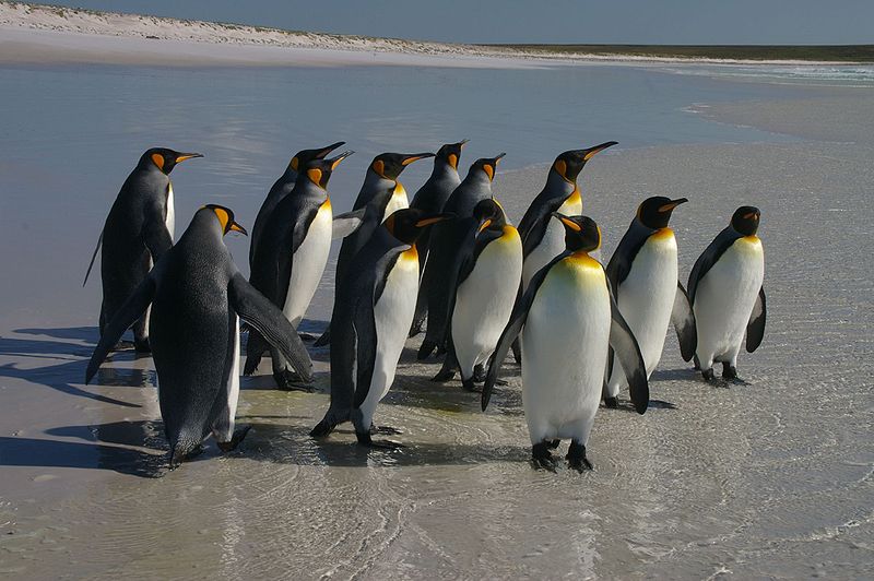Falkland Islands Penguins