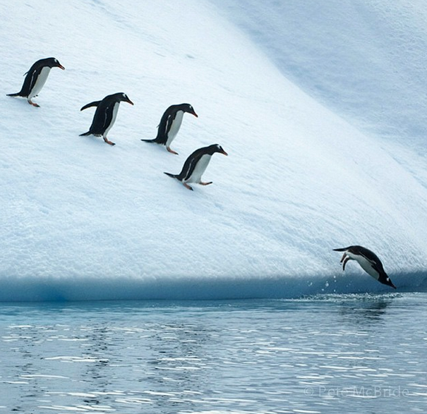 Leaping penguins 