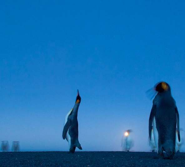 King penguins on Possession Island- Stefano Unterthiner
