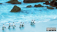 community-penguins