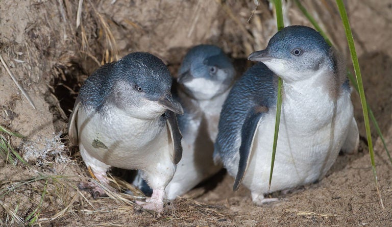 4 Tools for Network Snooping on Linux