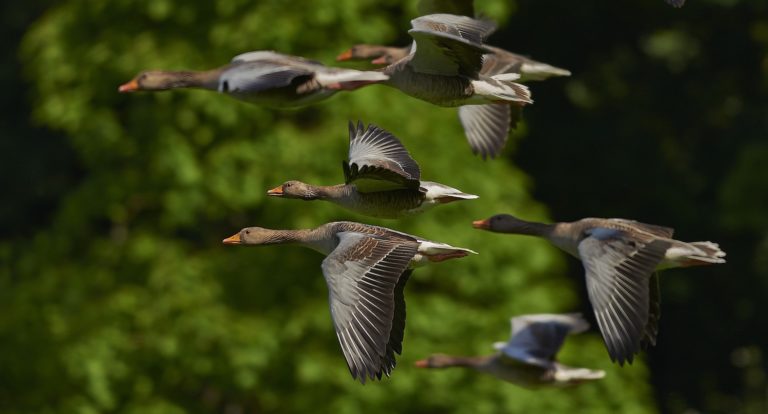 Migrating to Linux: Network and System Settings