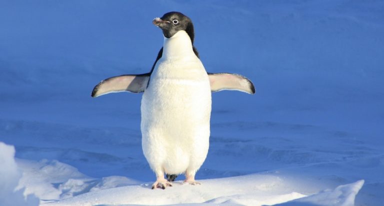 Best of Linux.com: Top 20 Articles from 2017