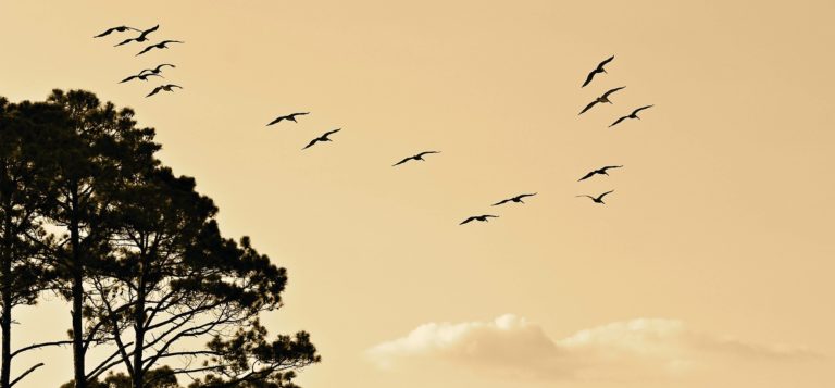 Migrating to Linux: Installing Software