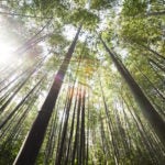 This Week in Open Source News: Blockchain Helps China Go Green, Old Linux Vulnerability Exposed, and More