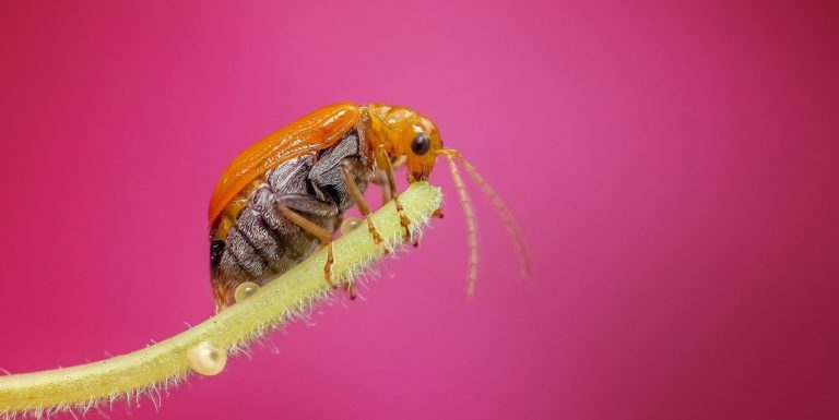 This Week in Open Source News: Hyperledger Bug Bounty Program, The Linux Foundation’s Networking Harmonization Initiative & More