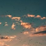 Dark Sky With Clouds and Birds