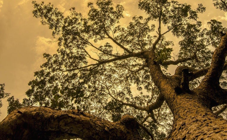 RethinkDB’s Realtime Cloud Database Lands at The Linux Foundation RethinkDB’s Realtime Cloud Database Lands at The Linux Foundation