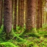 Zowe Makes Mainframe Evergreen