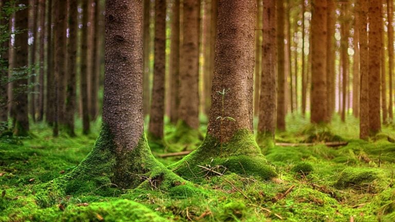 Zowe Makes Mainframe Evergreen