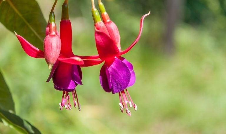 This Week in Open Source News: Google Fuchsia Pros & Cons, Microsoft’s Steady Linux Embrace & More