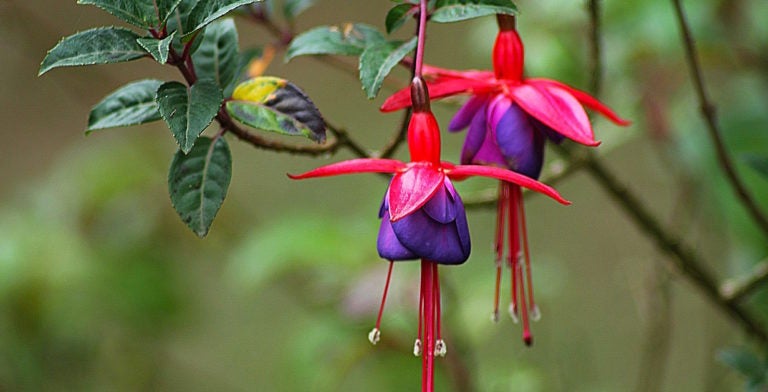 Google’s Open Source Fuchsia OS: The Mystery Linux Distro Google’s Open Source Fuchsia OS: The Mystery Linux Distro