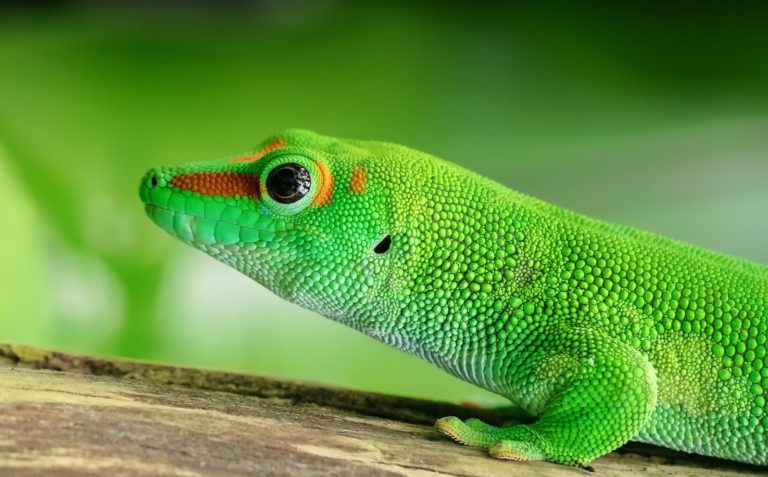 GeckoLinux Brings Flexibility and Choice to openSUSE