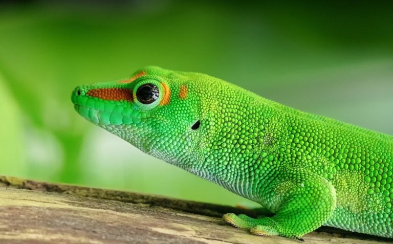 GeckoLinux Brings Flexibility and Choice to openSUSE GeckoLinux Brings Flexibility and Choice to openSUSE