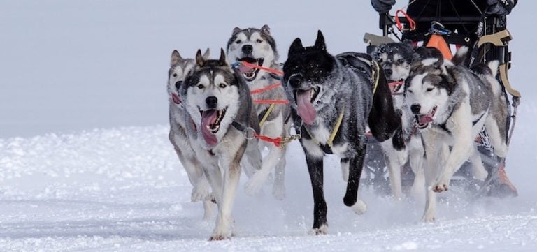 Lessons Learned from Growing an Open Source Project Too Fast