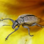 This Week in Open Source News: Bell Launches Open Source ONAP, Bug Bounty via Euro Commission & More