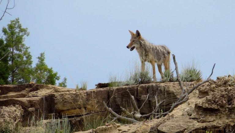 Linux Kernel 4.11 ‘Fearless Coyote’ Released Linux Kernel 4.11 ‘Fearless Coyote’ Released