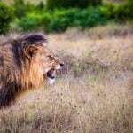 Linux Kernel 4.9 Is Here, and It’s the Largest Release Ever