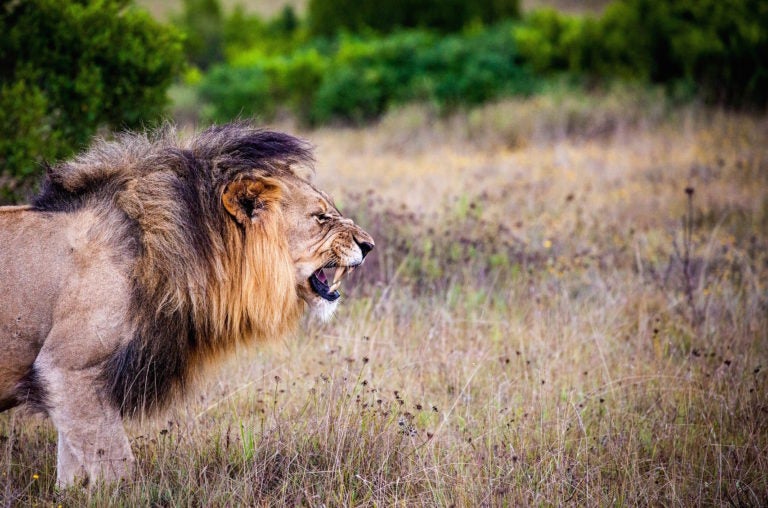 Linux Kernel 4.9 Is Here, and It’s the Largest Release Ever