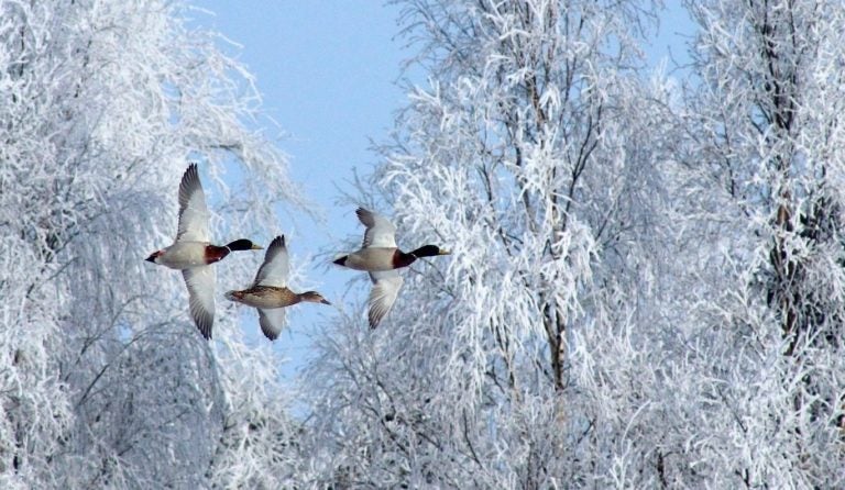 Migrating to Linux: Graphical Environments Migrating to Linux: Graphical Environments