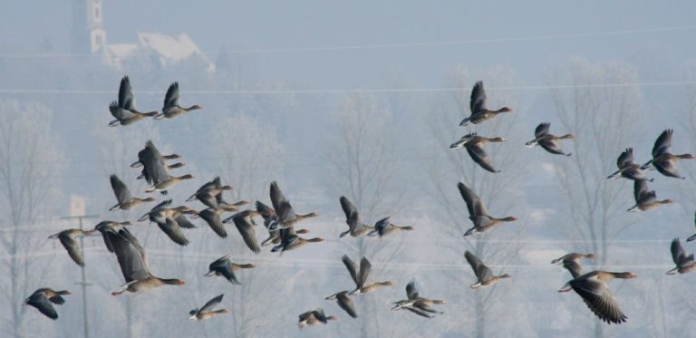 Migrating to Linux: The Command Line Migrating to Linux: The Command Line