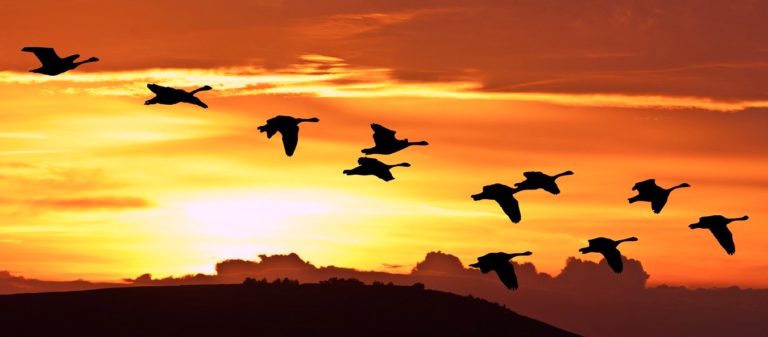 Migrating to Linux: An Introduction Migrating to Linux: An Introduction