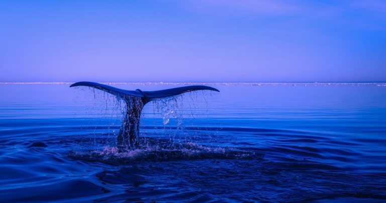 How the Moby Project Pivots Docker’s Open Source Business Model