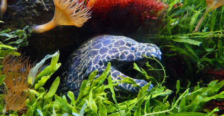 Linux Kernel 4.17, “Merciless Moray,” Offers Improved Performance and Security