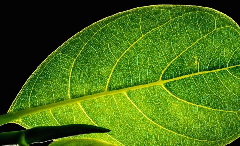Running MongoDB and Other Open Source Apps on the Mainframe Running MongoDB and Other Open Source Apps on the Mainframe