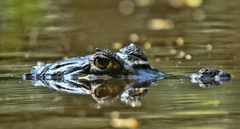 Linux Kernel 4.20: Crocodiles, STIBP, and Hugs
