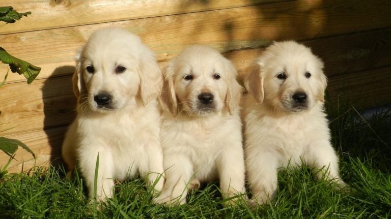 Activities for All at OS Summit in Los Angeles: Mentoring, Yoga, Puppies, and More!