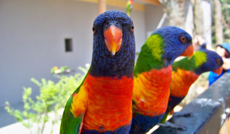 Parrot Security Could Be Your Next Security Tool