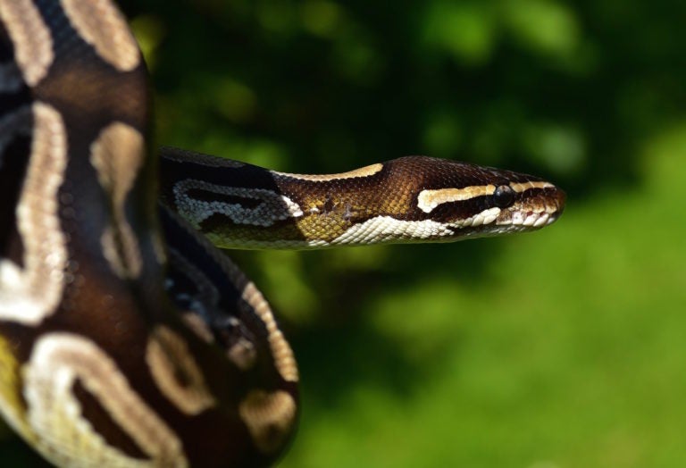 An update on the SPDX python-tools