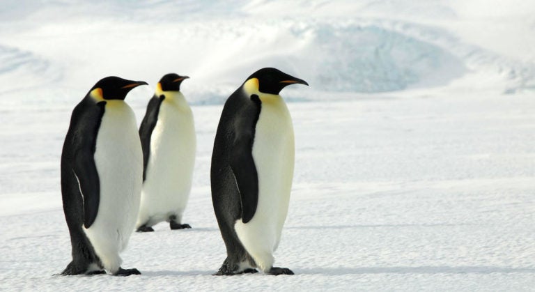 A New Linux Memory Controller Promises to Save Lots of RAM
