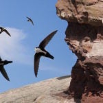 Swift Is Old, Why Should I Use it?