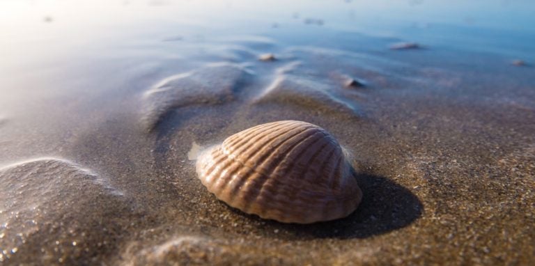 Bash Variables: Environmental and Otherwise