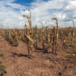 Linux Foundation’s Sustainability Project Leaders Reflect on Climate Change Challenges at COP27